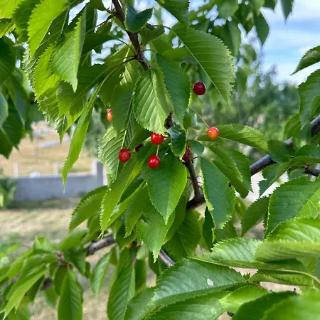 House Korita Сasa de vacaciones Podgorica