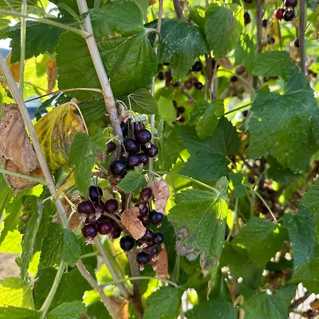 House Korita Будинок відпочинку