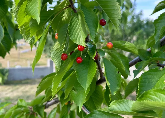 House Korita 度假居 波德戈里察